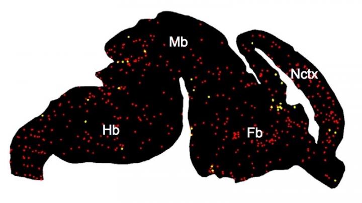 Mapping Microglia