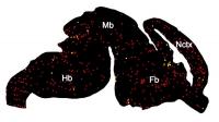 Mapping Microglia
