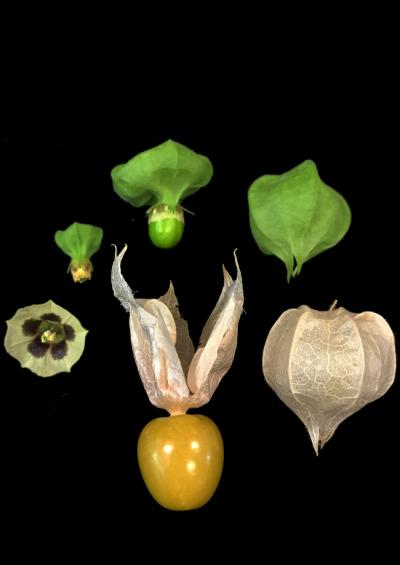 Groundcherry Development