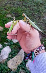 Size comparison of patellifera (on the left) and tenuidentata (on the right).