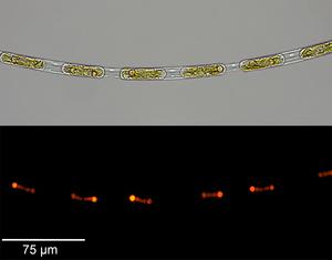 Algae and bacteria