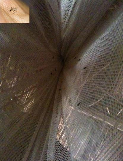 Scaled-Up Malaria Control Efforts Breed Insecticide Resistance in Mosquitoes