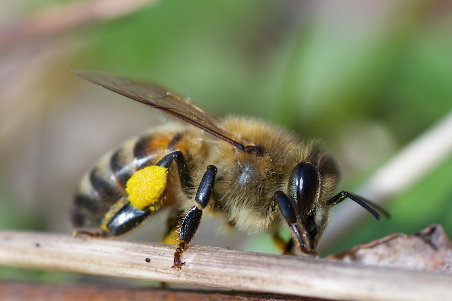 Honeybee