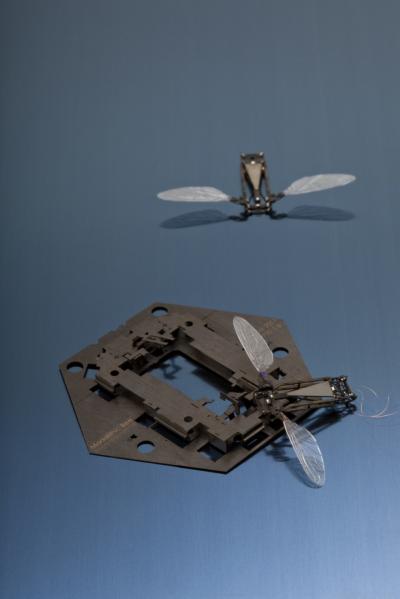 RoboBee