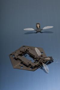 RoboBee