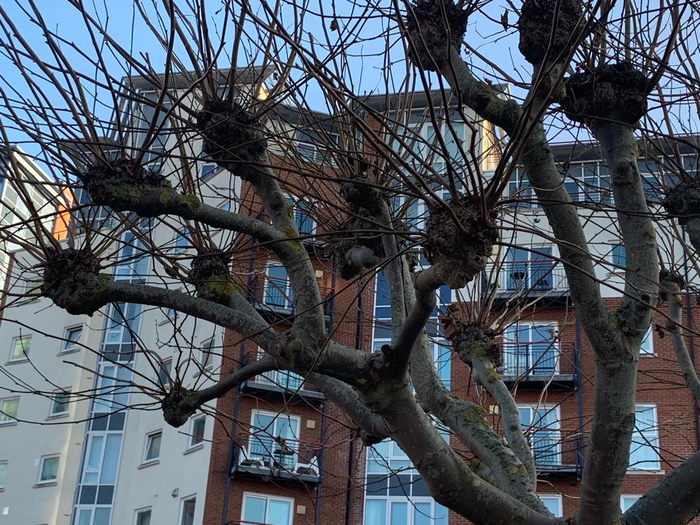 Crown galls 2