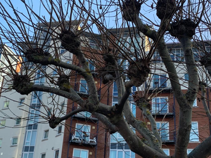 Crown galls 2