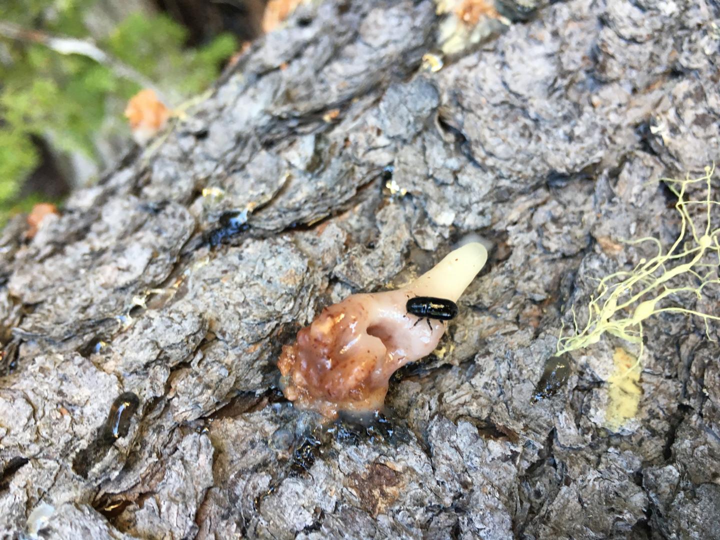 Mountain Pine Beetle
