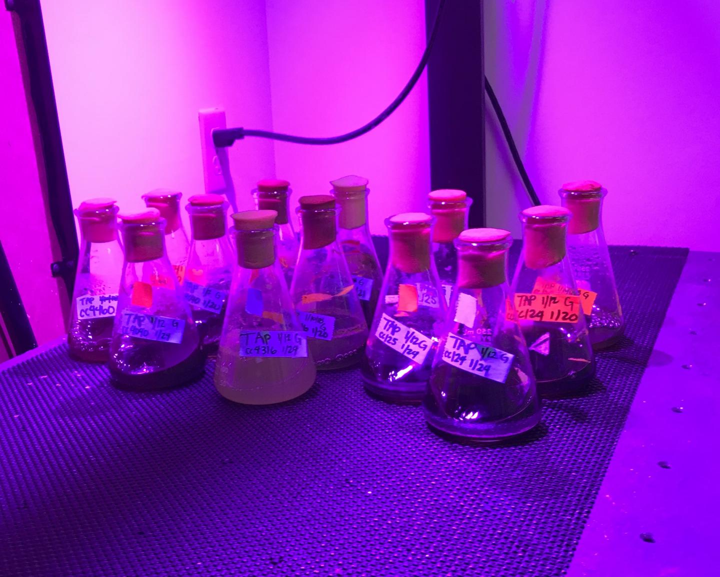 Biologist Develops Biodegradable Mardi Gras Beads from Algae