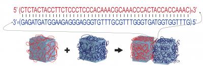 DNA Glue