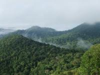 Amazon rainforest 2