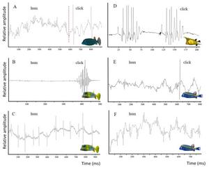 Oscillograms of two types of sounds (hum and click) produced by different Ostraciinae species