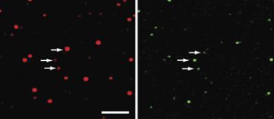 Confocal Microscopy Images