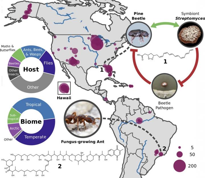 Insects