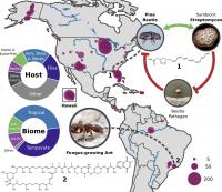 Insects