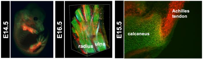 Figure 3. Visualization of cartilage and tendons/ligaments using ScxTomato;Sox9EGFP mice
