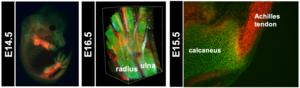 Figure 3. Visualization of cartilage and tendons/ligaments using ScxTomato;Sox9EGFP mice