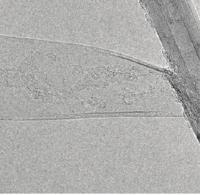 Boron Nitride Nanoribbons TEM