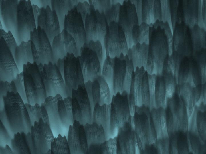 Lepidoptera Wing Scales