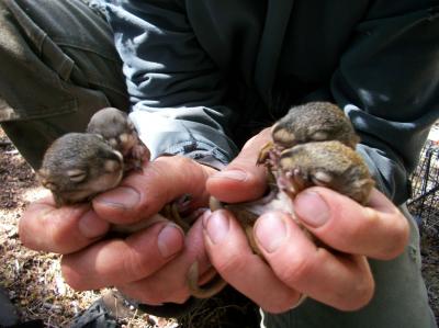 Stressful Conditions Help Moms Help Their Offspring (2 of 12)