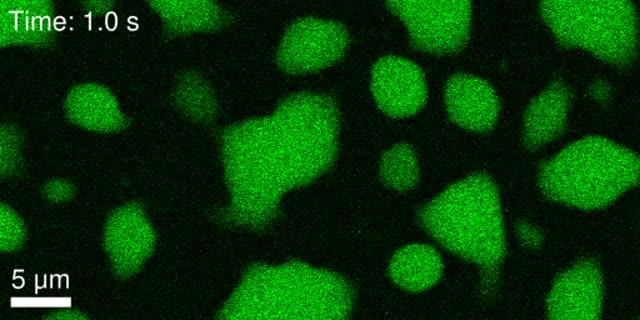 Concentrated Droplets