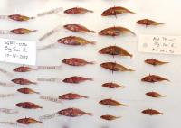 Stickleback Specimens