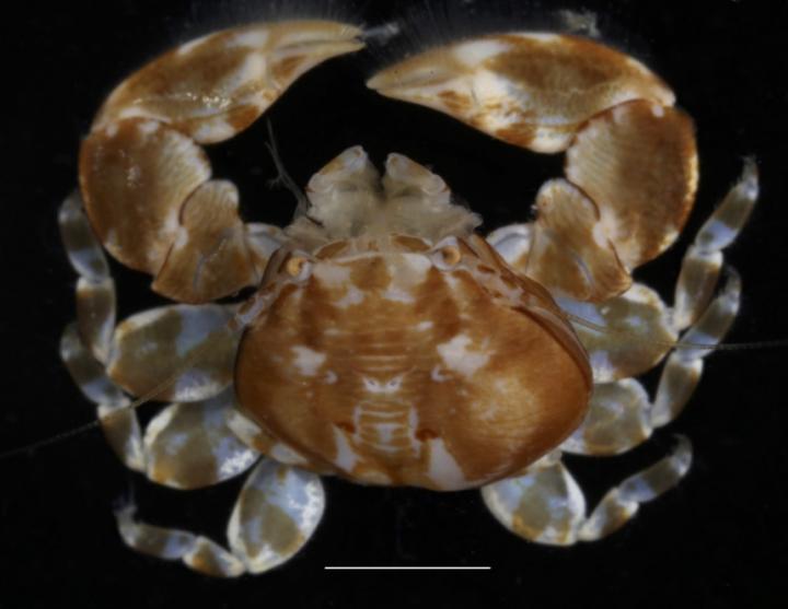 <i>Polyonyx Socialis</i>