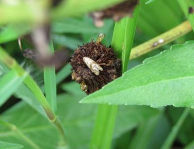 Arrowhead Infested Fruits