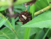 Arrowhead Infested Fruits