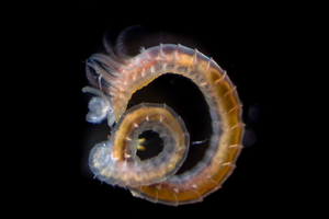 New research from that creatures big and small are home to distinct and diverse microbial communities.