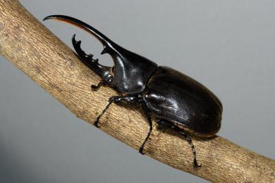 Hercules Beetle