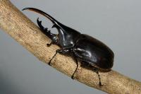 Hercules Beetle