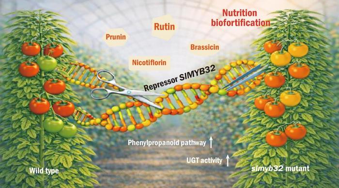 Graphical abstract