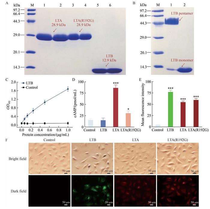 Purification and bioactivity characterization of LT subunit proteins