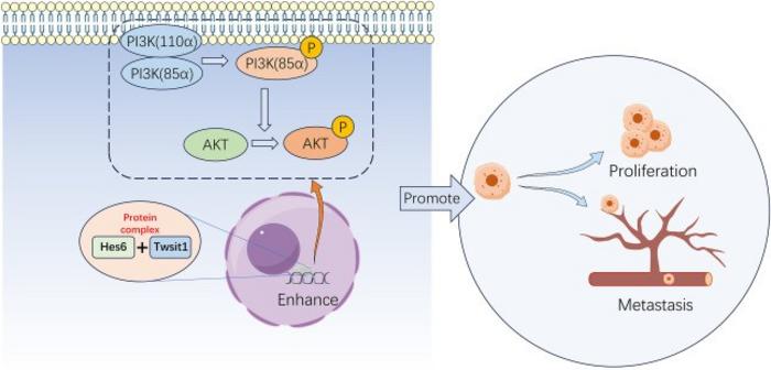 Schematic illustration of the potential mechanism by which abnormally expressed Hes6 promotes cell proliferation and tumorigenesis of GC