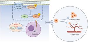 Schematic illustration of the potential mechanism by which abnormally expressed Hes6 promotes cell proliferation and tumorigenesis of GC
