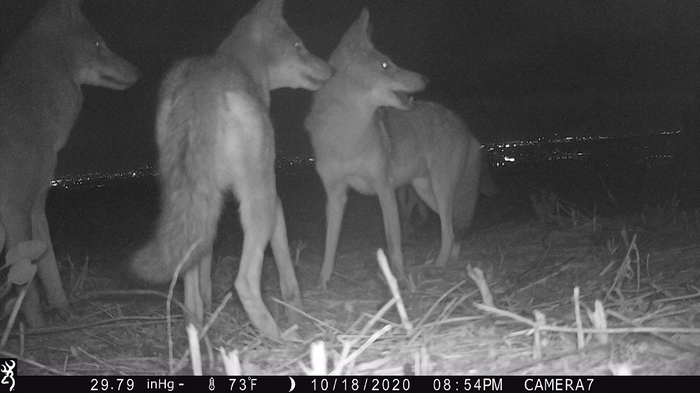 Can Cats and Coyote Co-Exist?