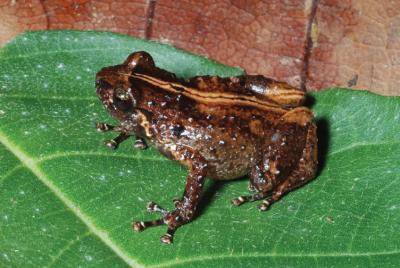 <i>Oreophryne cameroni</i>