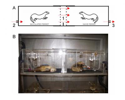 Comparing 'Swine' and Seasonal Flu in Ferrets