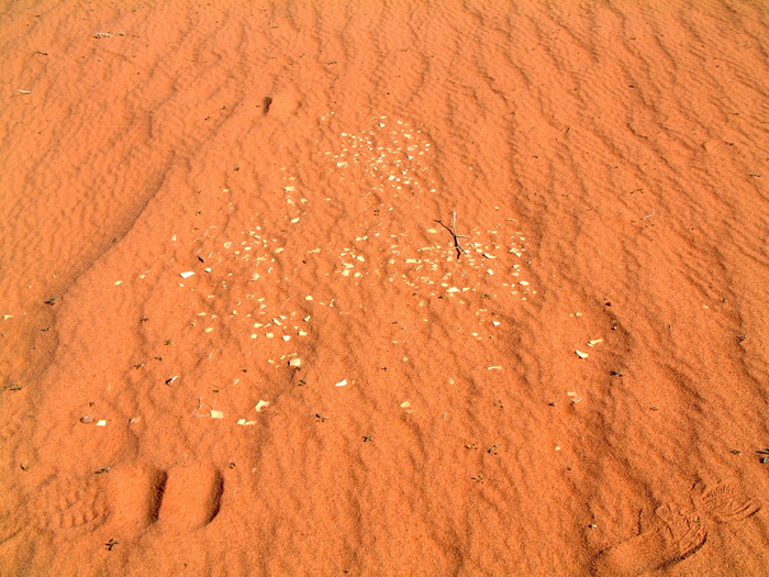 Eggshell fragments