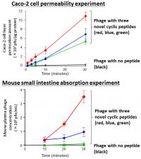 Facilitation of Phage Permeability and Absorption Experiments