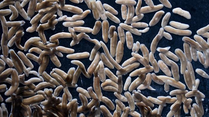 Planarian flatworms
