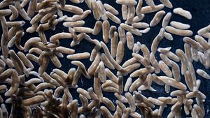 Planarian flatworms