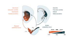 RPE and APE coding dopamine neuron projections