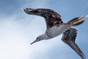 Red footed booby