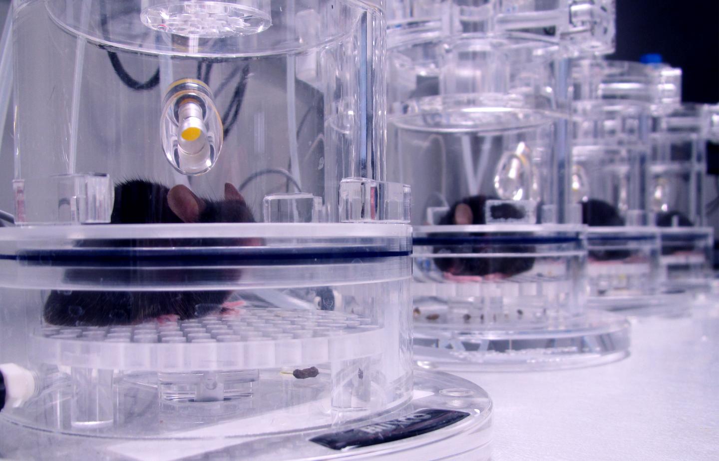 Mice with Sleep Apnea in Testing Environment