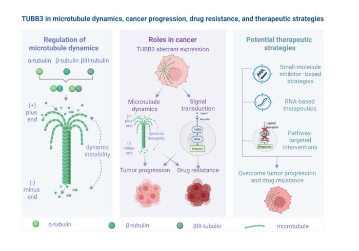 TUBB3 in microtubule dynamics, cancer progression, drug resistance, and therapeutic strategies.