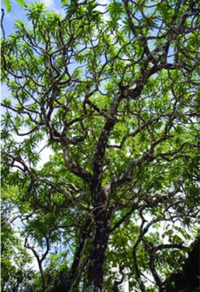 <i>Dracaena kaweesakii</i> (1 of 3)