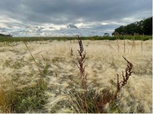 Heavy Infestation of Foxtail Barley in an Agricultural Production Area
