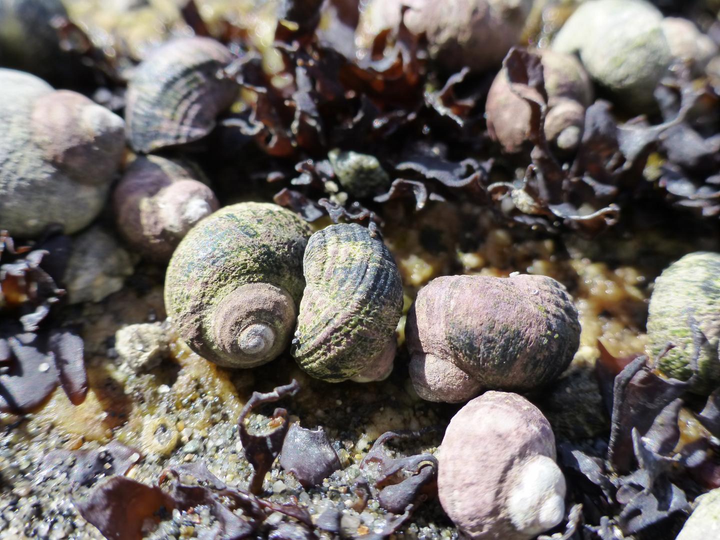 Native Snail